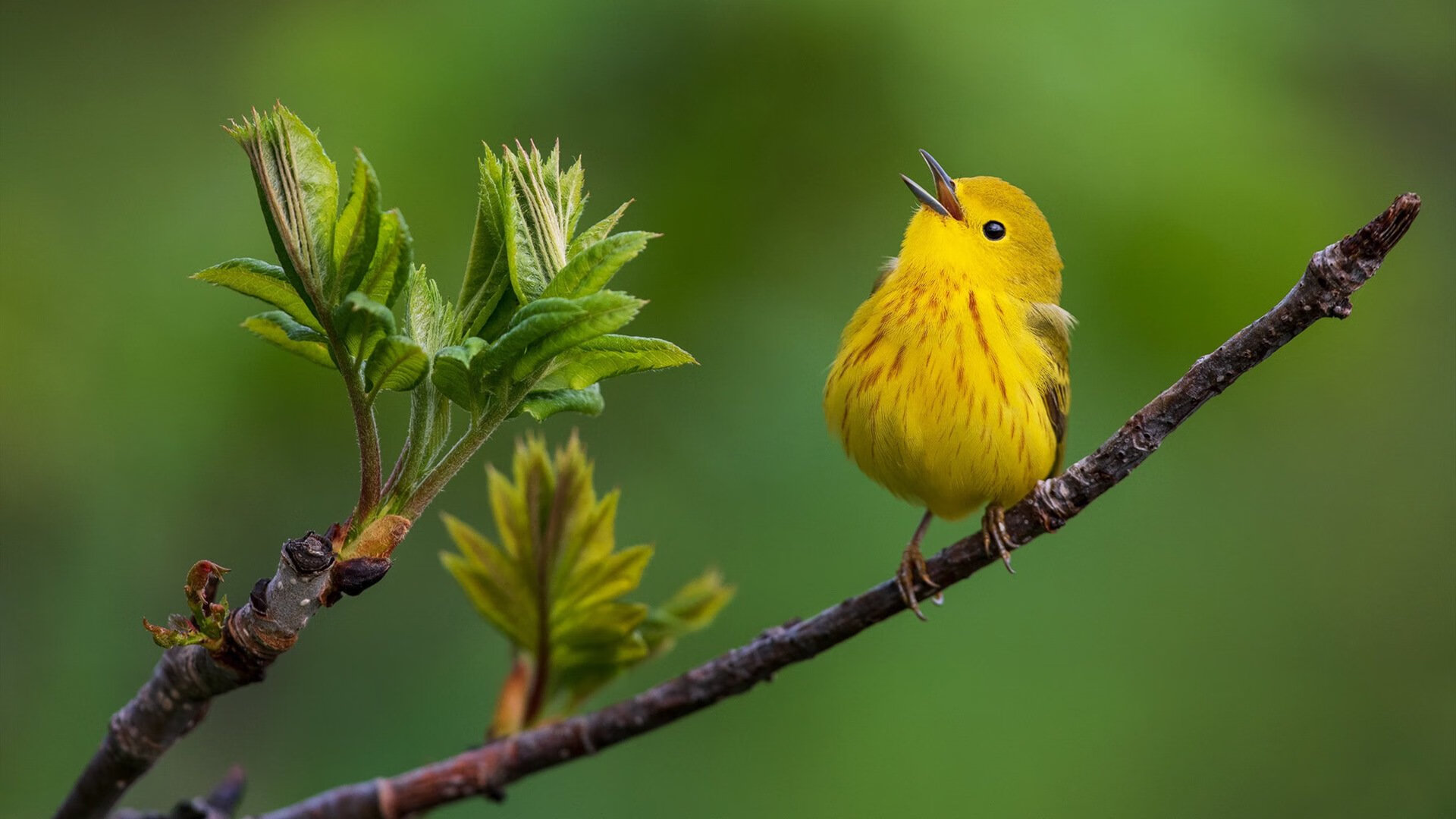 卡塔尔资本强势入主曼城，富安健洋成蓝月军团关键拼图